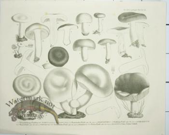 Mushroom Atlas 59